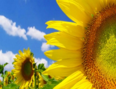 FIRST SUN - Room & Breakfast 5 nights